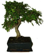 Zelkova 429 - pokojové bonsaje