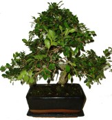 Zelkova 432 - pokojové bonsaje