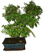 Zelkova 433 - pokojová bonsai