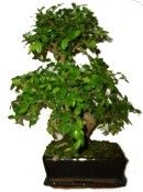 Zelkova 438 - pokojové bonsaje