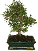 Zelkova 441 - pokojové bonsaje
