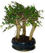 Zelkova 460 - stromořadí - pokojová bonsaj 