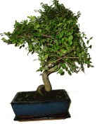 Zelkova 464 - pokojová bonsai