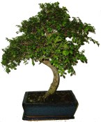 Zelkova 465 - pokojová bonsai