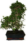 Zelkova 466 - pokojové bonsaje