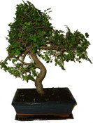 Zelkova 468 - pokojové bonsaje