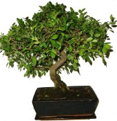 Zelkova 469 - pokojové bonsaje