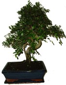 Zelkova 470 - pokojové bonsaje