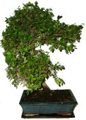 Zelkova 471 - pokojové bonsaje