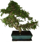 Zelkova 478 - pokojová bonsai