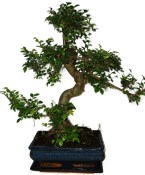 Zelkova 480 - pokojové bonsaje 