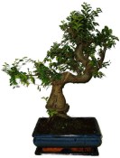 Zelkova 481 - pokojové bonsaje 