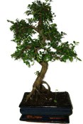 Zelkova 482 - pokojové bonsaje 