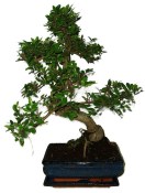 Zelkova 483 - pokojové bonsaje 