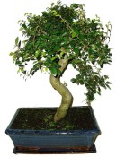 Zelkova 487 - pokojové bonsaje 