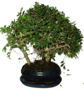 Zelkova 195 - stromořadí - pokojová bonsaj 