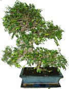 Zelkova 492 - pokojová bonsai