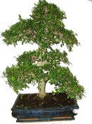 Zelkova 493 - pokojová bonsai