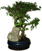 Zelkova 512 - pokojové bonsaje 