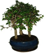 Zelkova 515 - stromořadí - pokojová bonsaj 