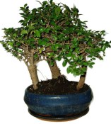 Zelkova 528 - stromořadí - pokojová bonsaj 