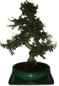 Zelkova 589 - pokojová bonsai