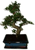 Zelkova 589 - pokojové bonsaje 