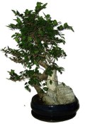 Zelkova 590 - pokojové bonsaje 