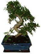 Zelkova 591 - pokojové bonsaje