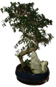 Zelkova 592 - pokojové bonsaje 