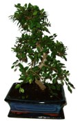 Zelkova 592 - pokojové bonsaje