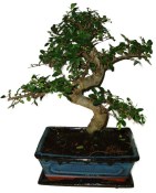 Zelkova 593 - pokojové bonsaje 