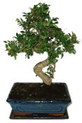 Zelkova 594 - pokojové bonsaje 