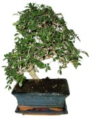 Zelkova 595 - pokojové bonsaje 