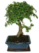 Zelkova 596 - pokojové bonsaje 