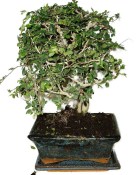 Zelkova 597 - pokojové bonsaje 