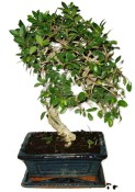 Zelkova 599 - pokojové bonsaje 
