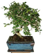 Zelkova 600 - pokojové bonsaje 