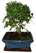 Zelkova 601 - pokojové bonsaje 