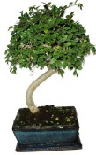 Zelkova 602 - pokojové bonsaje 