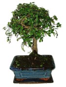 Zelkova 604 - pokojové bonsaje 