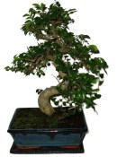 Zelkova 606 - pokojové bonsaje 