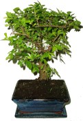 Zelkova 608 - pokojové bonsaje