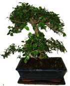 Zelkova 610 - pokojové bonsaje 