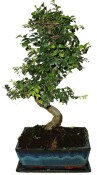 Zelkova 612 - pokojová bonsaj