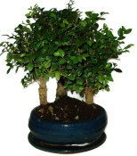 Zelkova 612 - pokojové bonsaje 