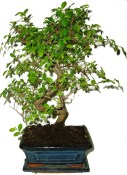Zelkova 615 - pokojová bonsai