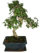 Zelkova 619 - pokojové bonsaje 