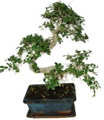 Zelkova 620 - pokojové bonsaje 