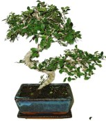 Zelkova 621 - pokojové bonsaje 